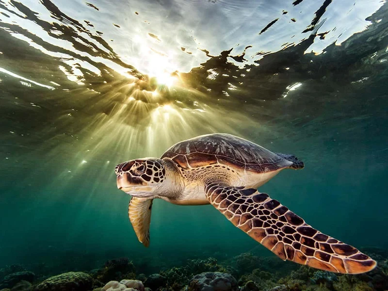 Sea Trip to Turtle Beach in Alanya