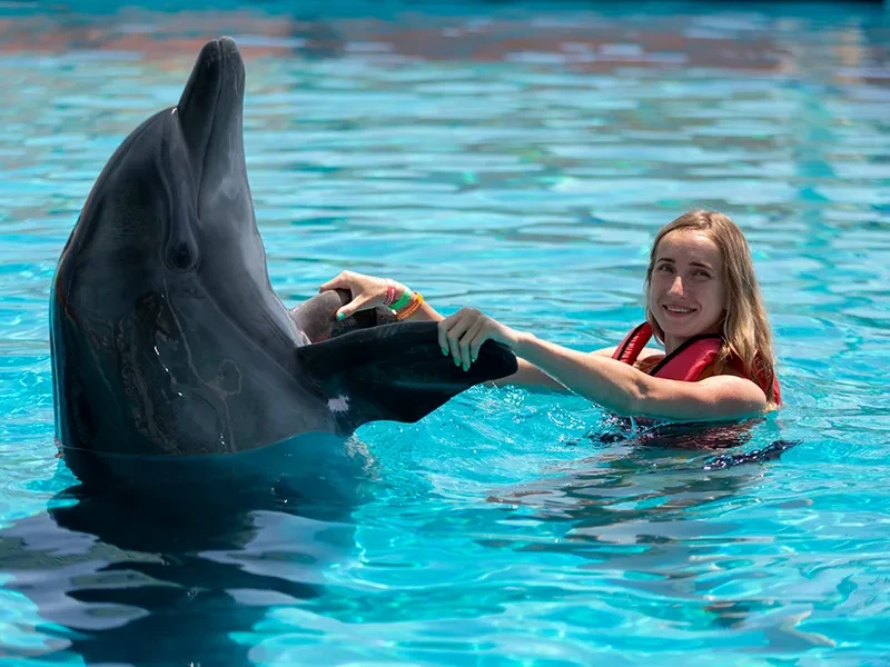 Плавание с дельфинами в Алании